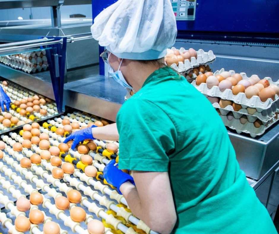 CONVOCATORIA PARA EMPACANDO DE HUEVOS | + DE 26 VACANTES